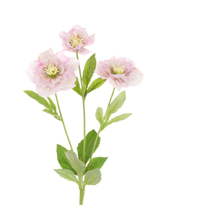 Floralsilk Cream & Pink Hellebore Spray image of the flower on a white background
