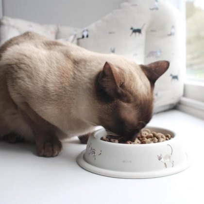 Purrfect Cat Bowl - Galvanised Steel