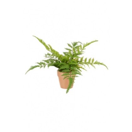 Potted Mini Fern