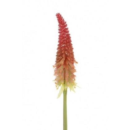 Torch Lily Spray