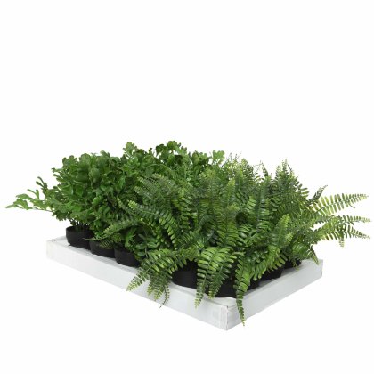 Fern plastic 3 assorted