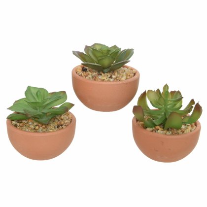 Succulent in pot pe foam stone 3 assorted