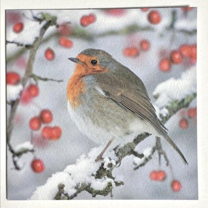 Paper House Robins on Holly Pack Cards Paper House Robins on Holly Pack Cards