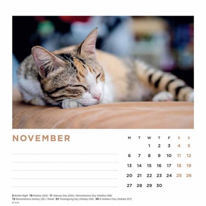 Otter House Cat Naps Easel Calendar