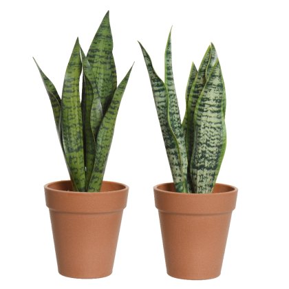 Kaemingk Assorted Faux Sansevieria Plant in Pot Kaemingk Assorted Faux Sansevieria Plant in Pot