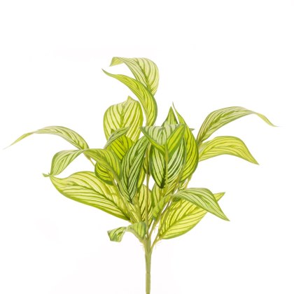 Floralsilk Calathea Bush Floralsilk Calathea Bush