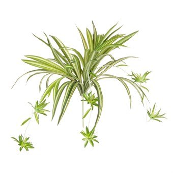 Floralsilk Spider Plant with Babies Floralsilk Spider Plant with Babies