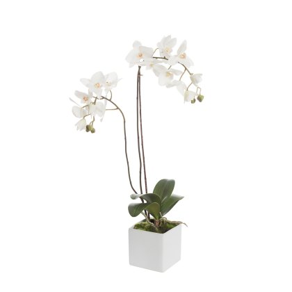 Floralsilk Phalaenopsis Cube with Moss Floralsilk Phalaenopsis Cube with Moss