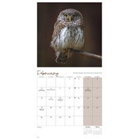 Owls 2024 Mini Wall Calendar