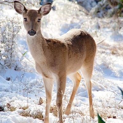 Darkroom Winter Deer Christmas Cards