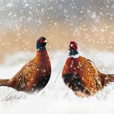 Darkroom Pheasants Christmas Cards
