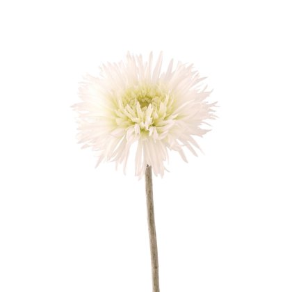 Floralsilk Cream Spider Berbera Floralsilk Cream Spider Berbera