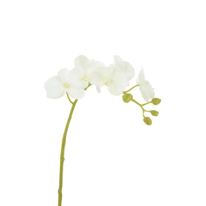 Floralsilk Cream Phalaenopsis orchid Floralsilk Cream Phalaenopsis orchid