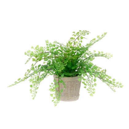 Floralsilk Maidenhair Fern in clay pot 30cm Floralsilk Maidenhair Fern in clay pot 30cm