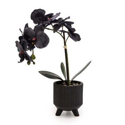 Candlelight Faux Black Orchid in Matte Black Ceramic Footed Pot Candlelight Faux Black Orchid in Matte Black Ceramic Footed Pot