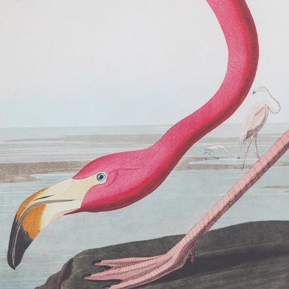 Gallery Wading Flamingo Framed  Art