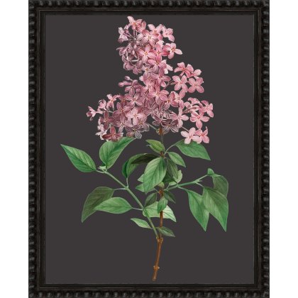 Camelot Botanicals on Black VIII Camelot Botanicals on Black VIII