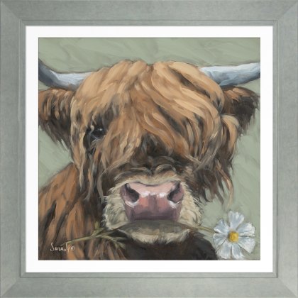 Camelot Daisy Camelot Daisy