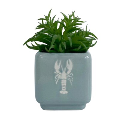 Candlelight Sardines Succulent in a pot Candlelight Sardines Succulent in a pot