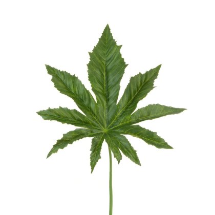 Floralsilk Aralia Leaf