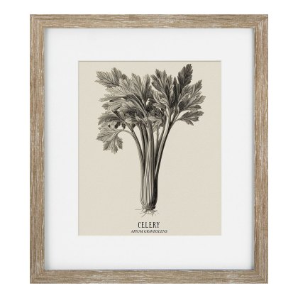 Camelot Vintage Veg Illustration VI Camelot Vintage Veg Illustration VI