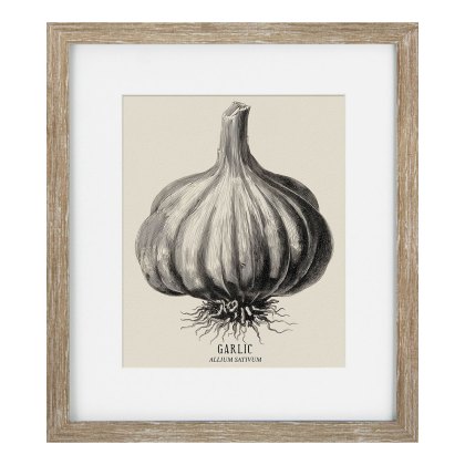 Camelot Vintage Veg Illustration III Camelot Vintage Veg Illustration III
