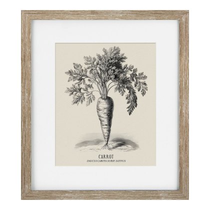 Camelot Vintage Veg Illustration I Camelot Vintage Veg Illustration I