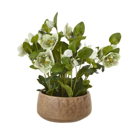 Hill Interiors Green Hellebore Plant In Taupe Pot Hill Interiors Green Hellebore Plant In Taupe Pot