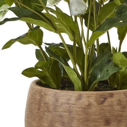Hill Interiors Green Hellebore Plant In Taupe Pot Hill Interiors Green Hellebore Plant In Taupe Pot