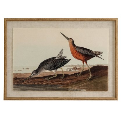 Hill Interiors Flora & Fauna Snipes In Beaded Frame Hill Interiors Flora & Fauna Snipes In Beaded Frame