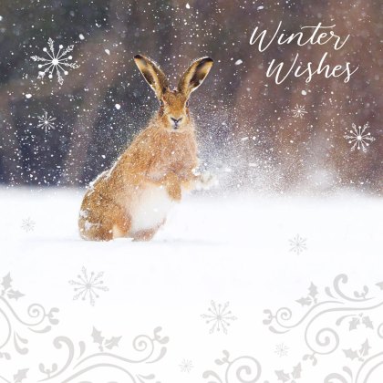 Otter House RSPB Snowy Spray Hare Small Xmas Cards Otter House RSPB Snowy Spray Hare Small Xmas Cards