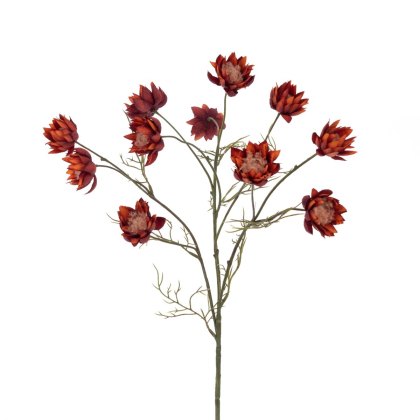 Floralsilk Straw Flower Burgundy Floralsilk Straw Flower Burgundy