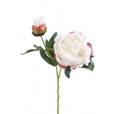 Peony Spray Peony Spray