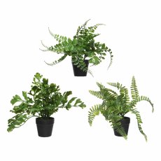 Fern plastic 3 assorted Fern plastic 3 assorted