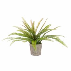 Floralsilk Fern in ceramic basket