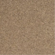 Shoreline In Barnacle Carpet Shoreline In Barnacle Carpet