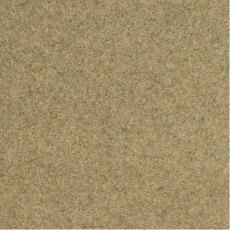 Shoreline In Kelp Carpet Shoreline In Kelp Carpet