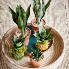 Kaemingk Assorted Faux Sansevieria Plant in Pot