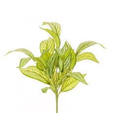 Floralsilk Calathea Bush Floralsilk Calathea Bush