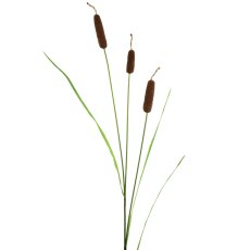 Floralsilk Large Bull Rush