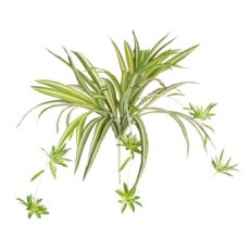 Floralsilk Spider Plant with Babies Floralsilk Spider Plant with Babies