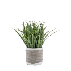 Gallery Direct Grass in Wavy Pot Medium Gallery Direct Grass in Wavy Pot Medium