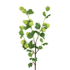 Floralsilk Hop Spray Floralsilk Hop Spray