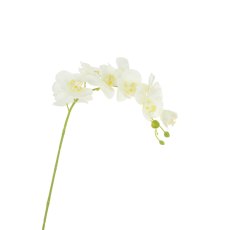 Floralsilk Cream Yellow Phalaenopsis