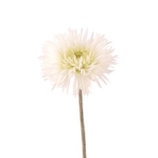 Floralsilk Cream Spider Berbera