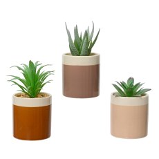 Kaemingk Succulent in Natural Pot Kaemingk Succulent in Natural Pot