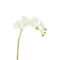 Floralsilk Cream Phalaenopsis orchid