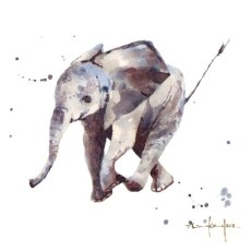 Alison's Ark British Exotic Pack of 16 Notecards