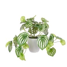 Floralsilk Potted Watermelon Bush 22cm Floralsilk Potted Watermelon Bush 22cm