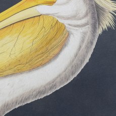Gallery Pellicano Framed Art